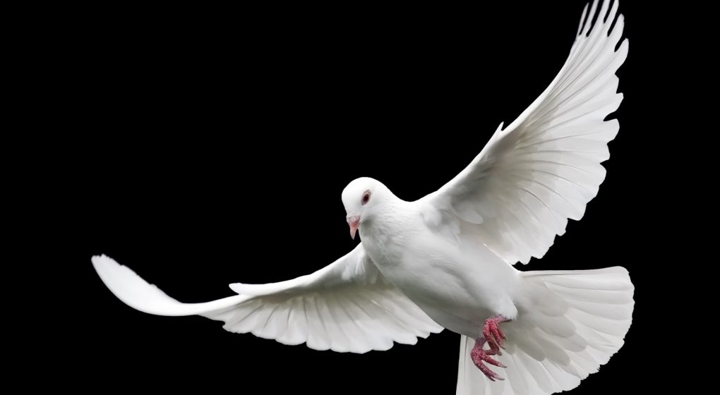 daily-viper-individualism-collectivicm daily-viper-individualism-collectivicm